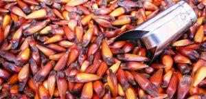 receitas com pinhão